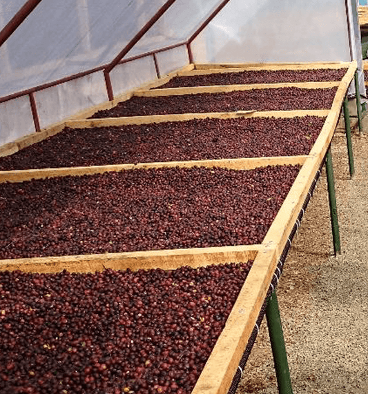Café du Costa Rica