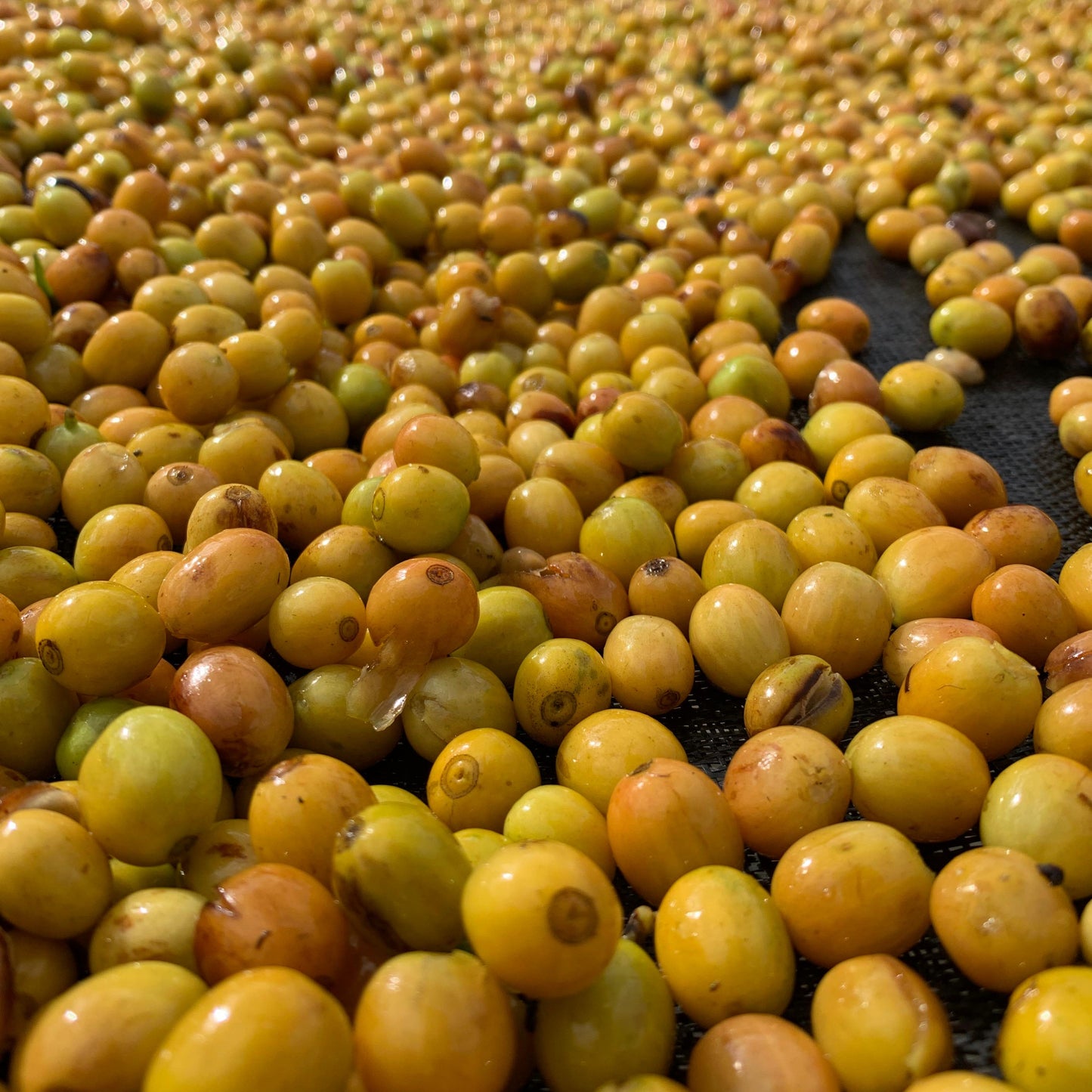 Cerise de café bourbon jaune