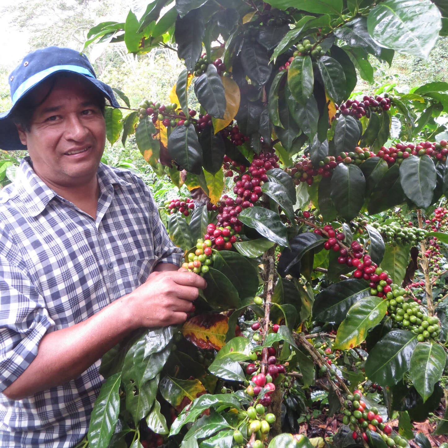 Producteur de café au Pérou
