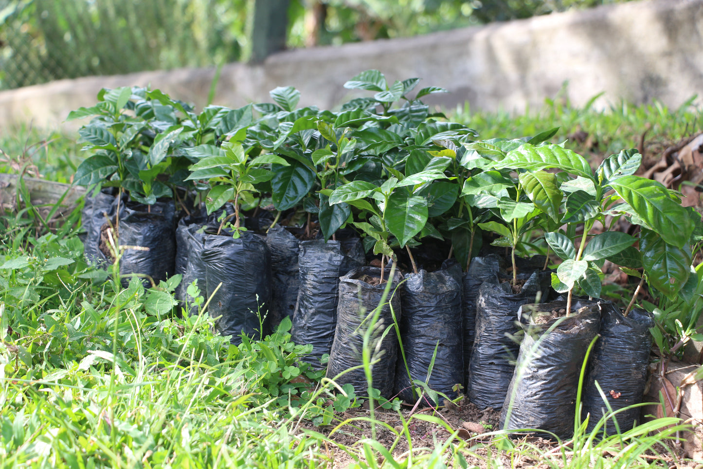 Café Colombie - Finca Patio Bonito