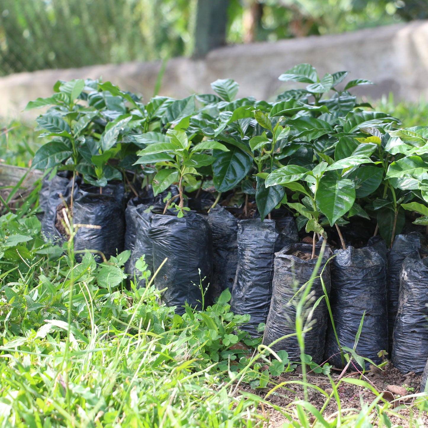 Plantation de caféiers en Colombie