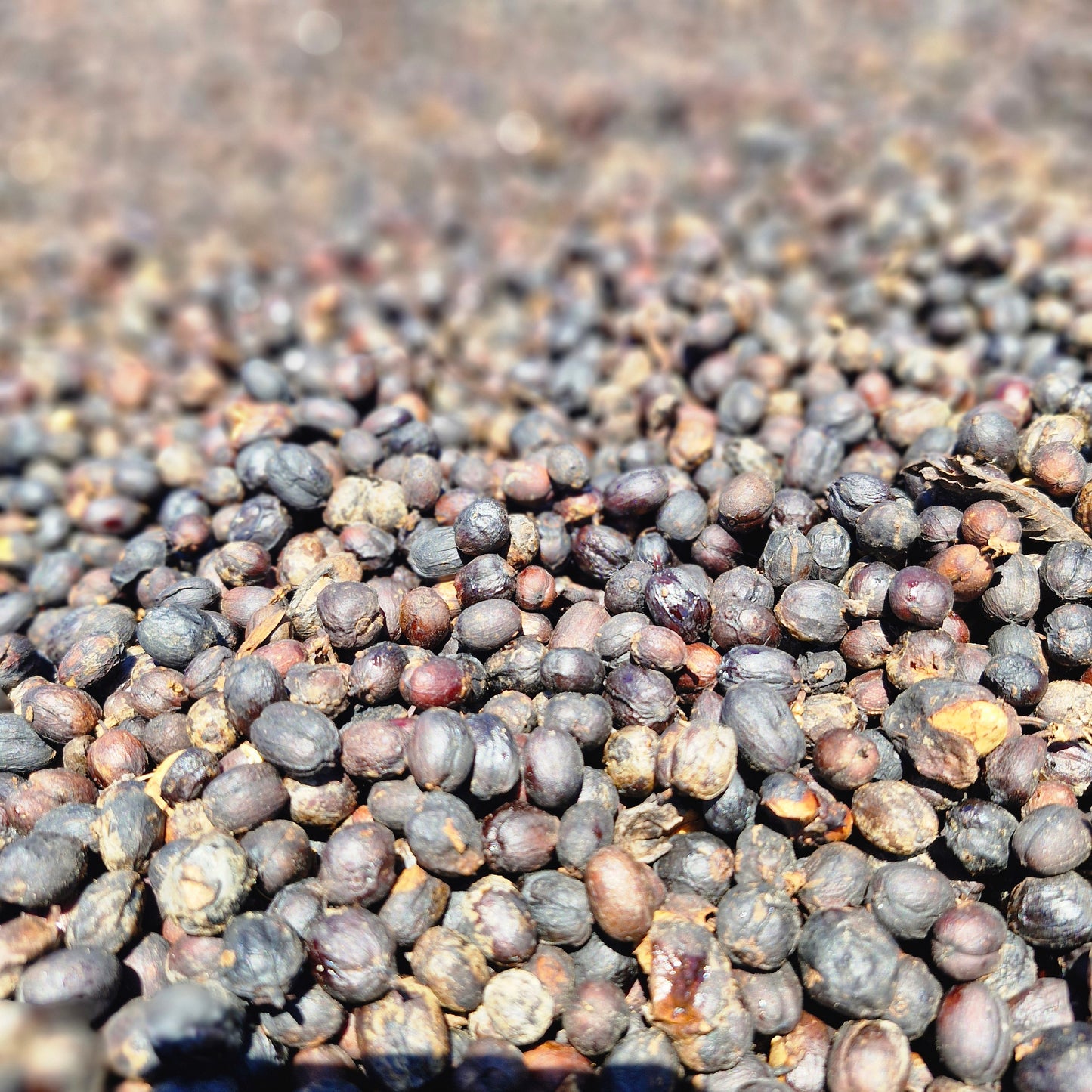 Séchage nature des cerises de café