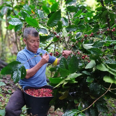 Producteur de café en Colombie