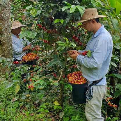 Producteurs de café en Colombie