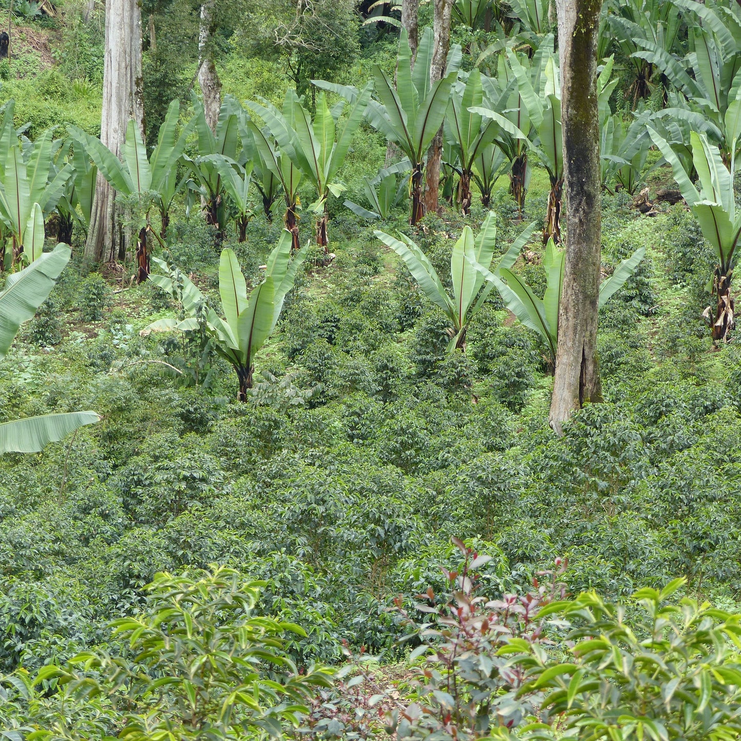 Champs de caféiers Guji en Éthiopie