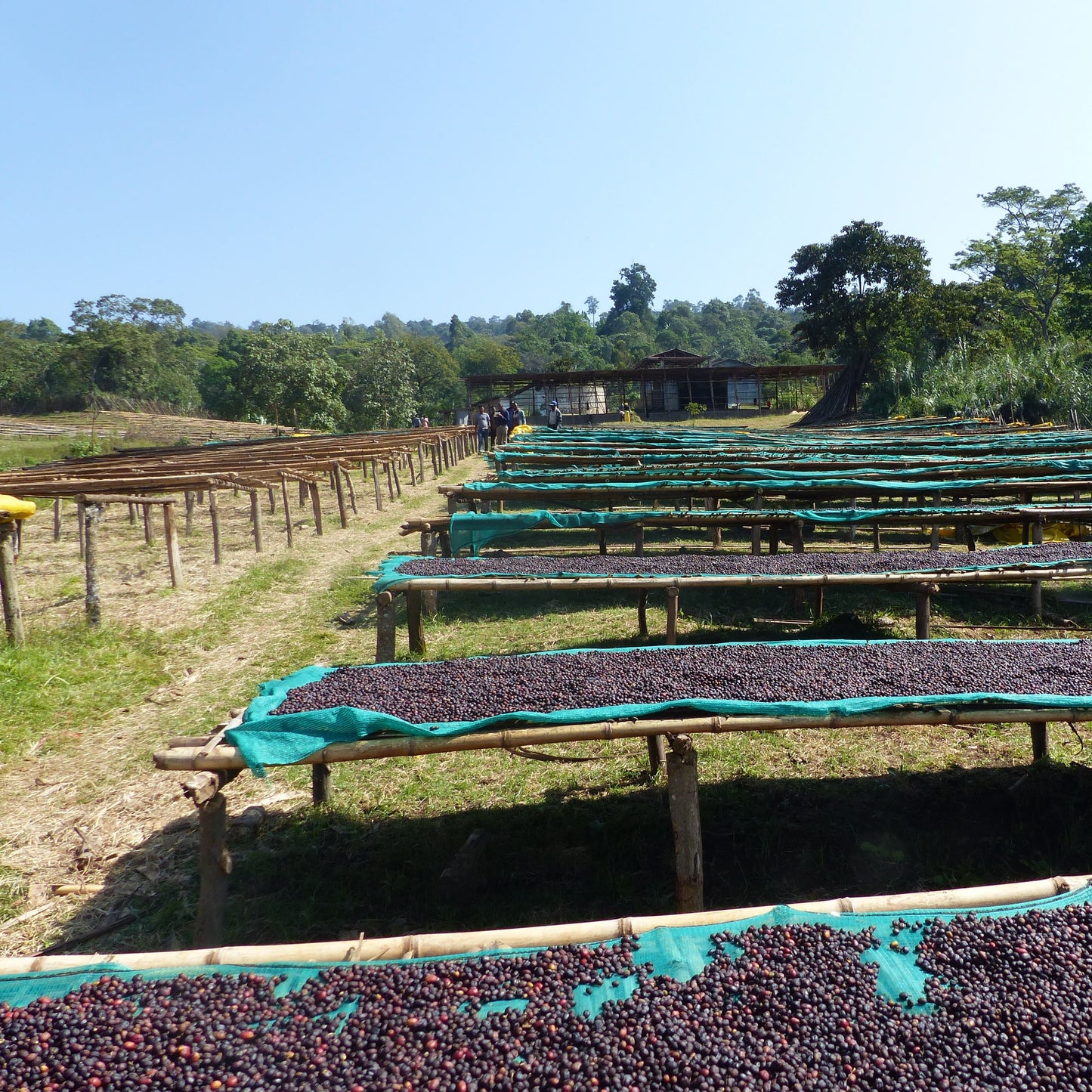 Séchage de Café nature Guji en Éthiopie 