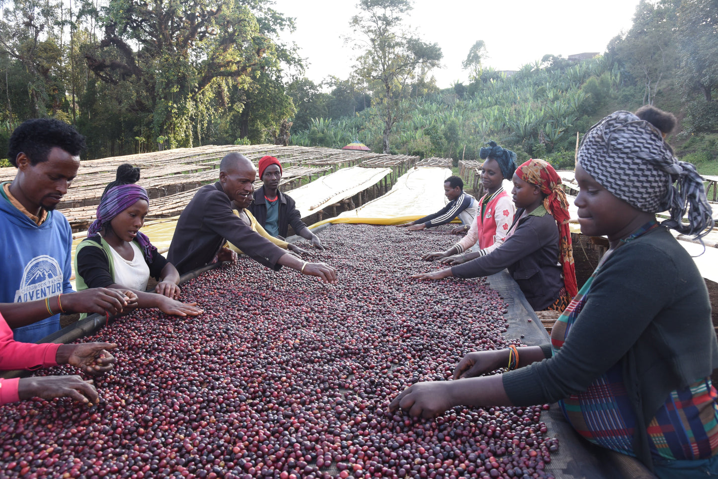 Producteurs de café Guji en Éthiopie
