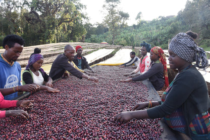 Producteurs de café Guji en Éthiopie