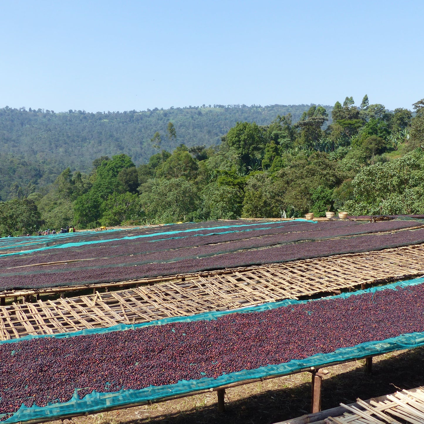 Lits de séchage de café Guji en Éthiopie