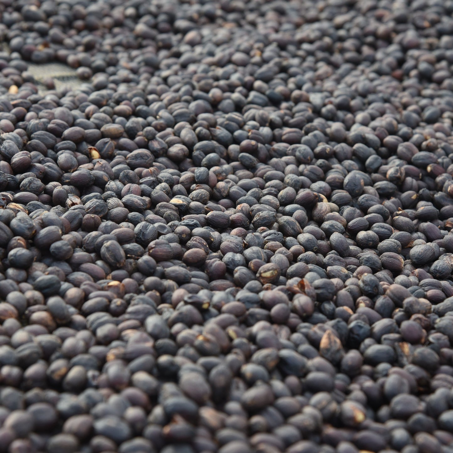 Cerises de café Guji en Éthiopie