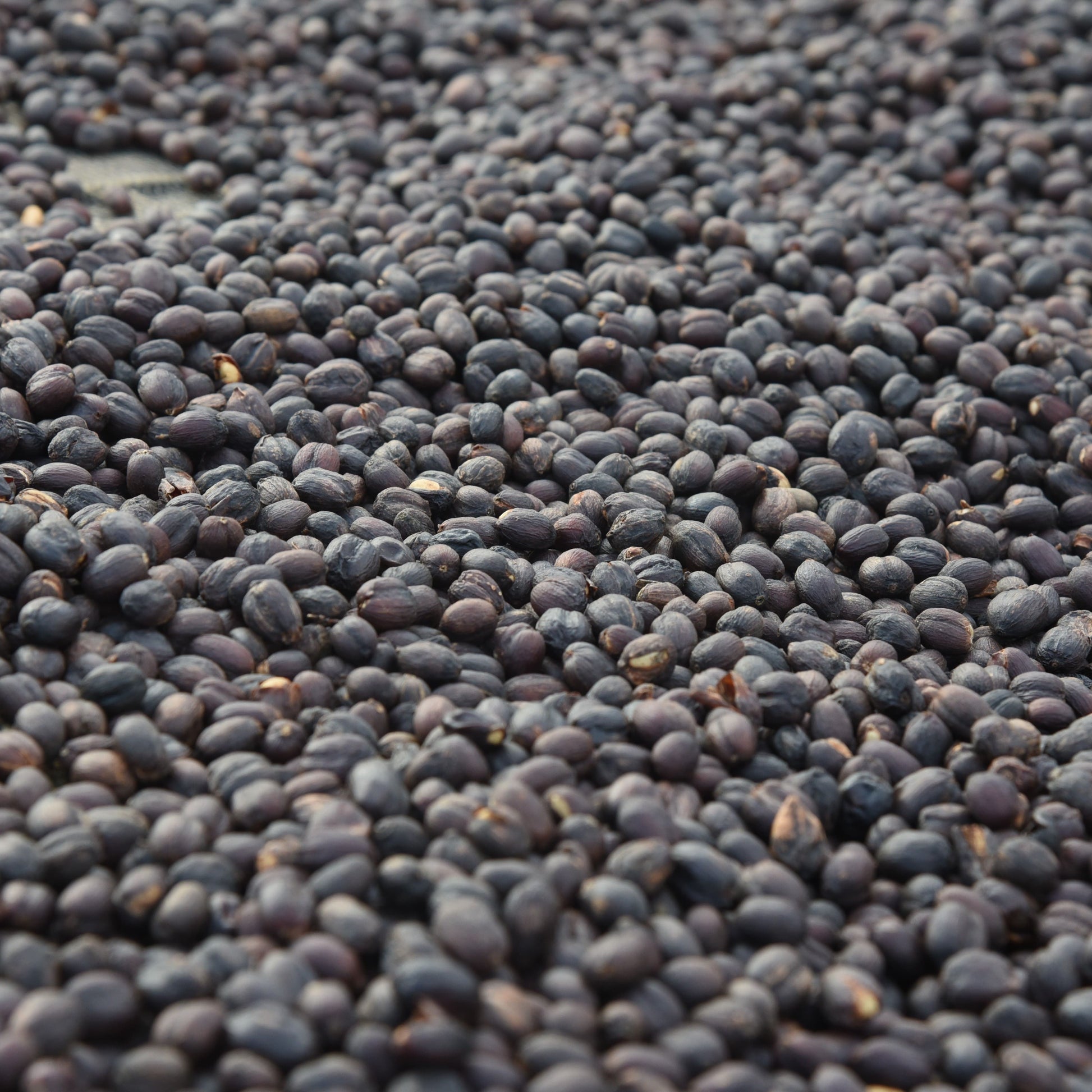 Cerises de café Guji en Éthiopie