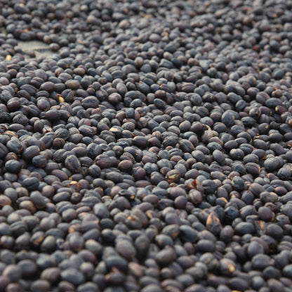 Cerises de café Guji en Éthiopie