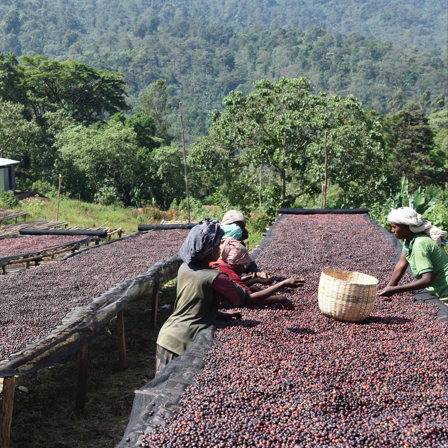 Femmes récoltant du café Guji en Éthiopie