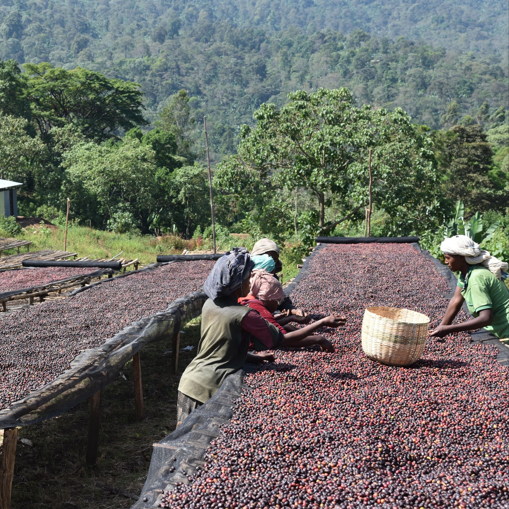 Femmes récoltant du café Guji en Éthiopie