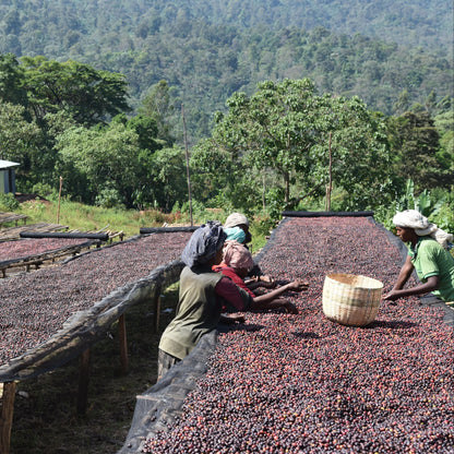 Femmes récoltant du café Guji en Éthiopie