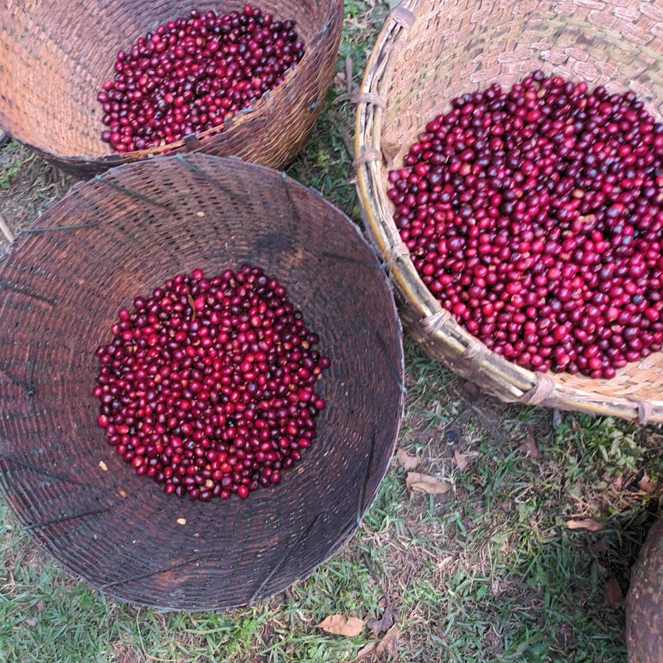 Récolte de cerises de café Guji en Éthiopie
