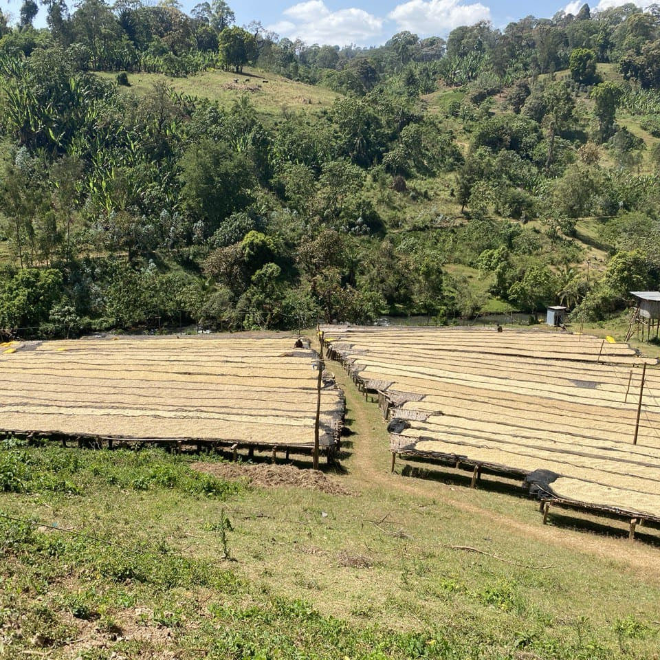 Café nature Guji en Éthiopie