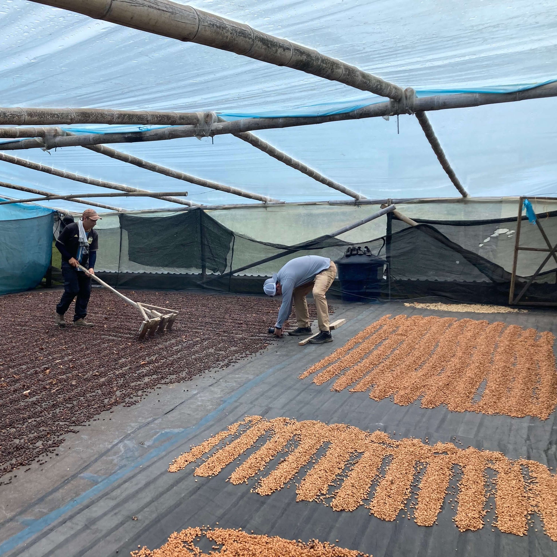 Séchage Café de Huila en Colombie