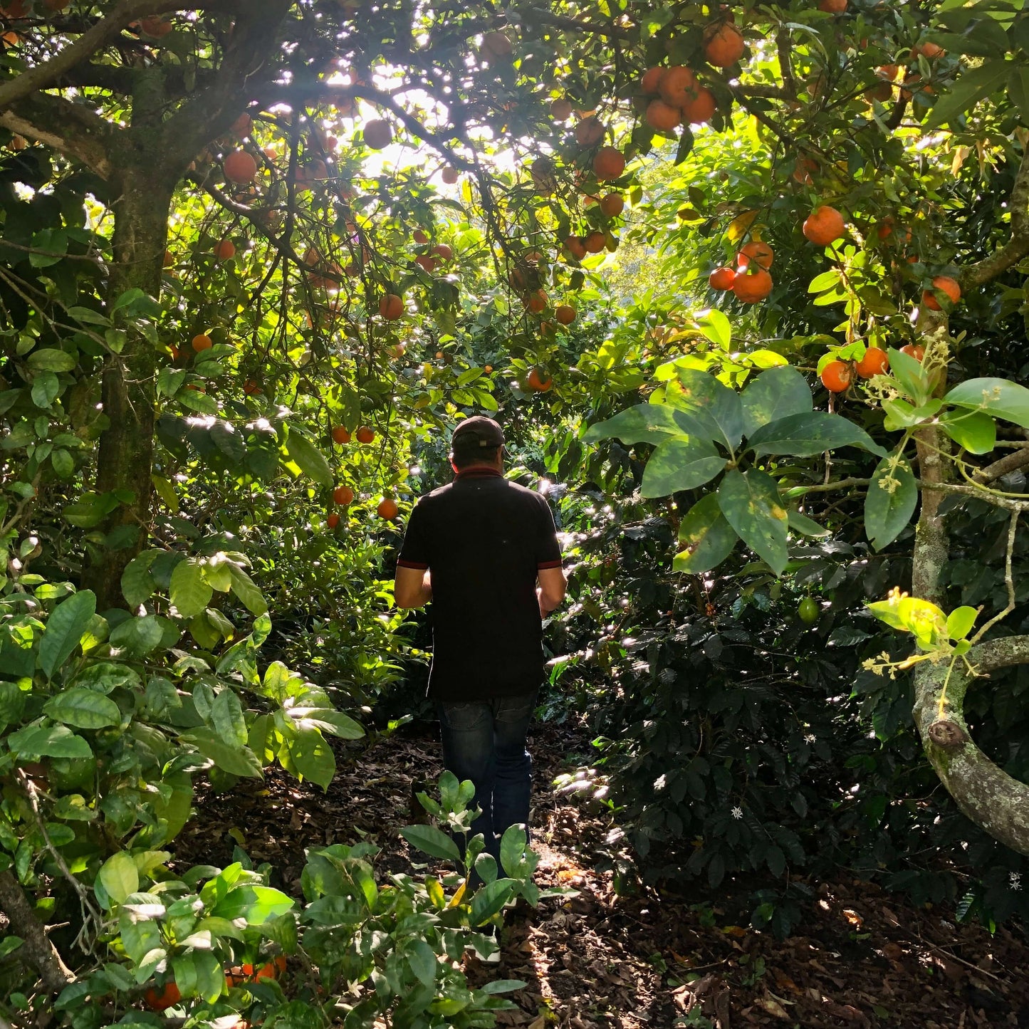 Ferme de caféiers à Huila en Colombie