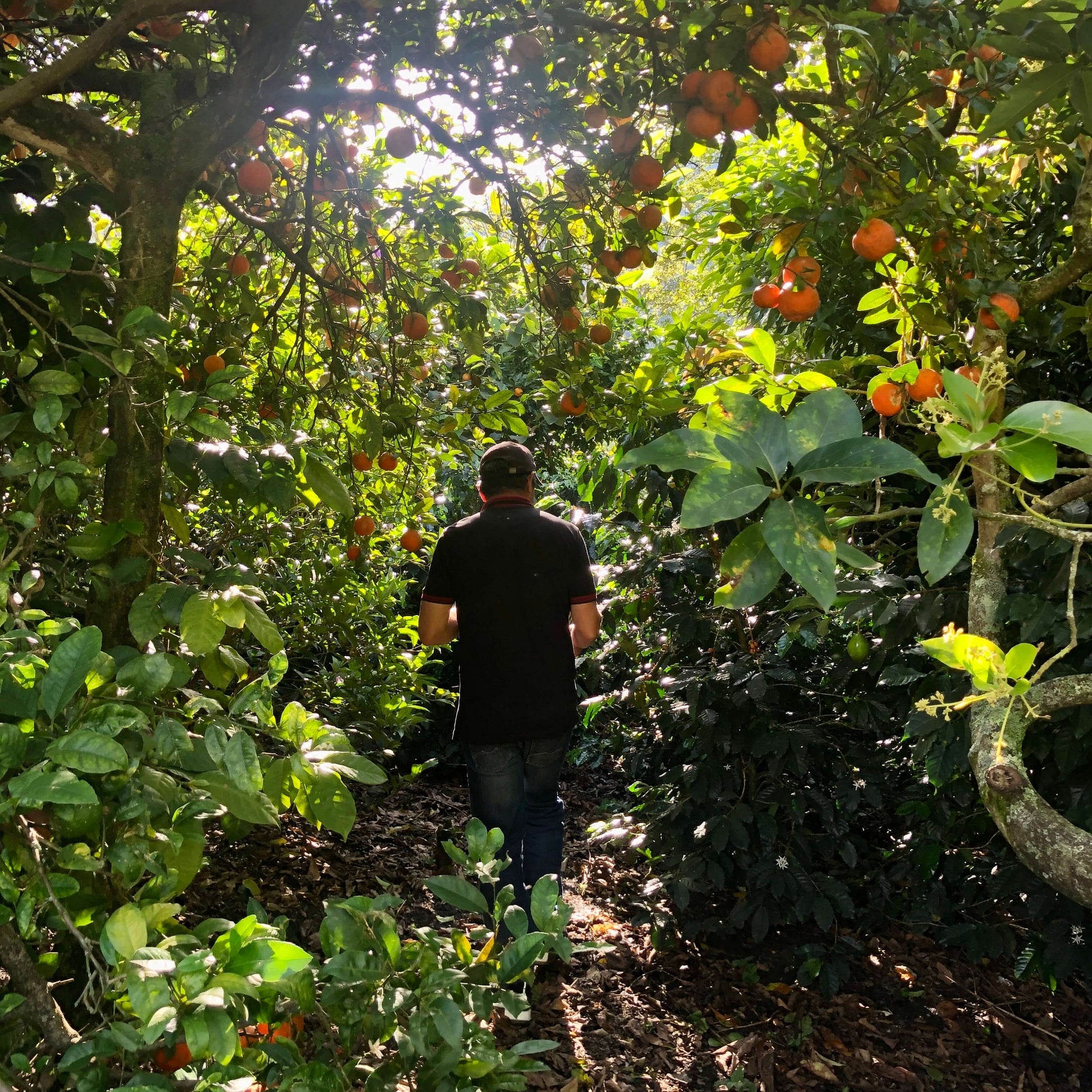 Ferme de caféiers à Huila en Colombie