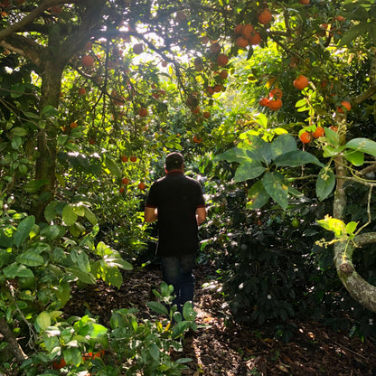 Ferme de caféiers à Huila en Colombie