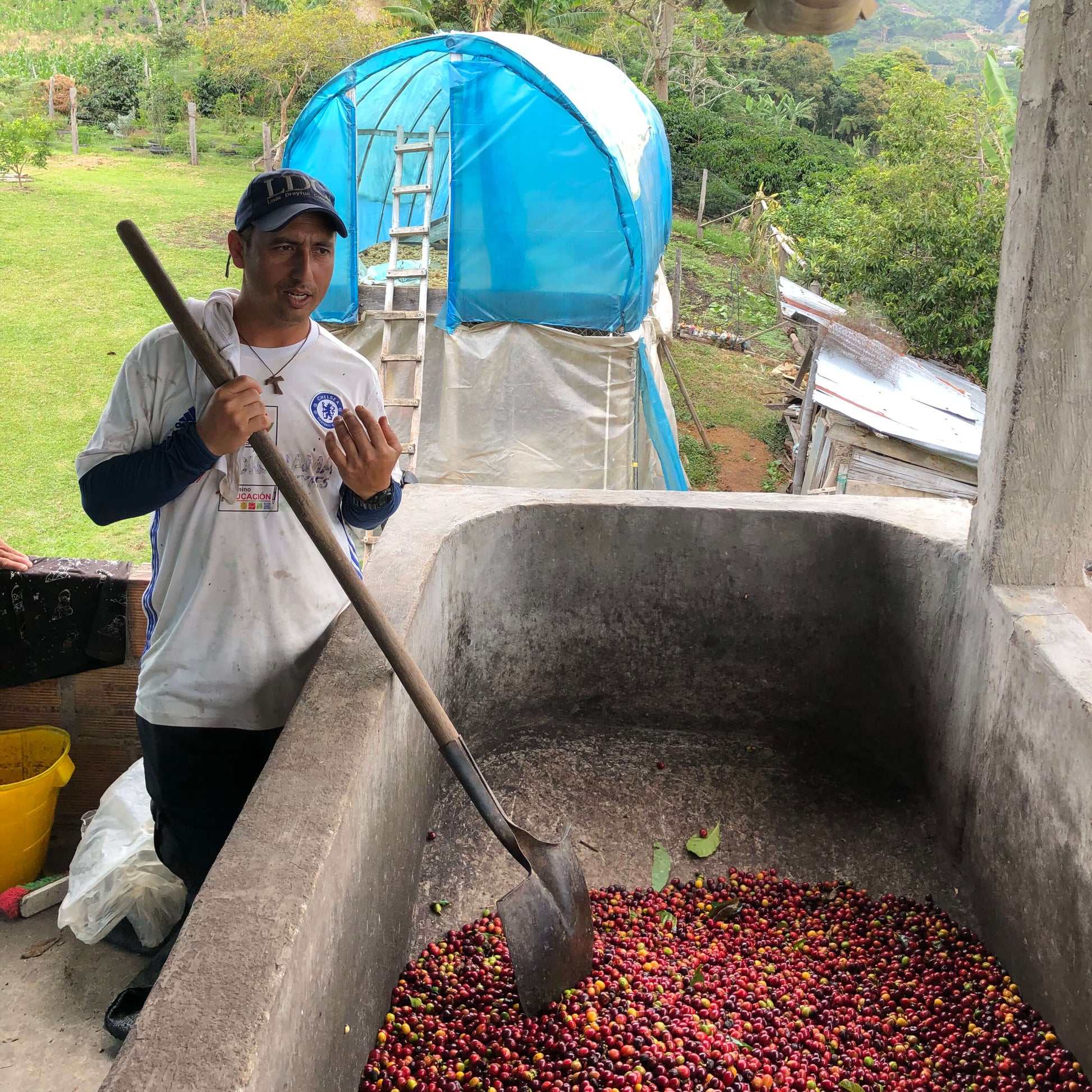 Récolte artisanale de café en Colombie