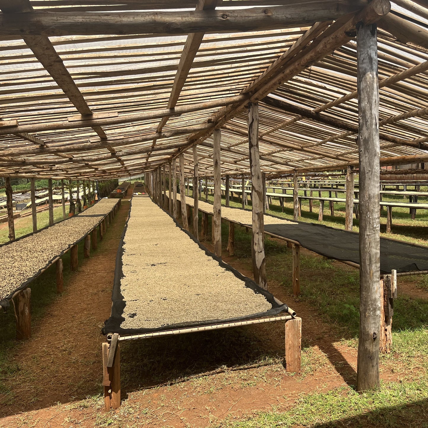 Lit de séchage du café au Kenya en Afrique