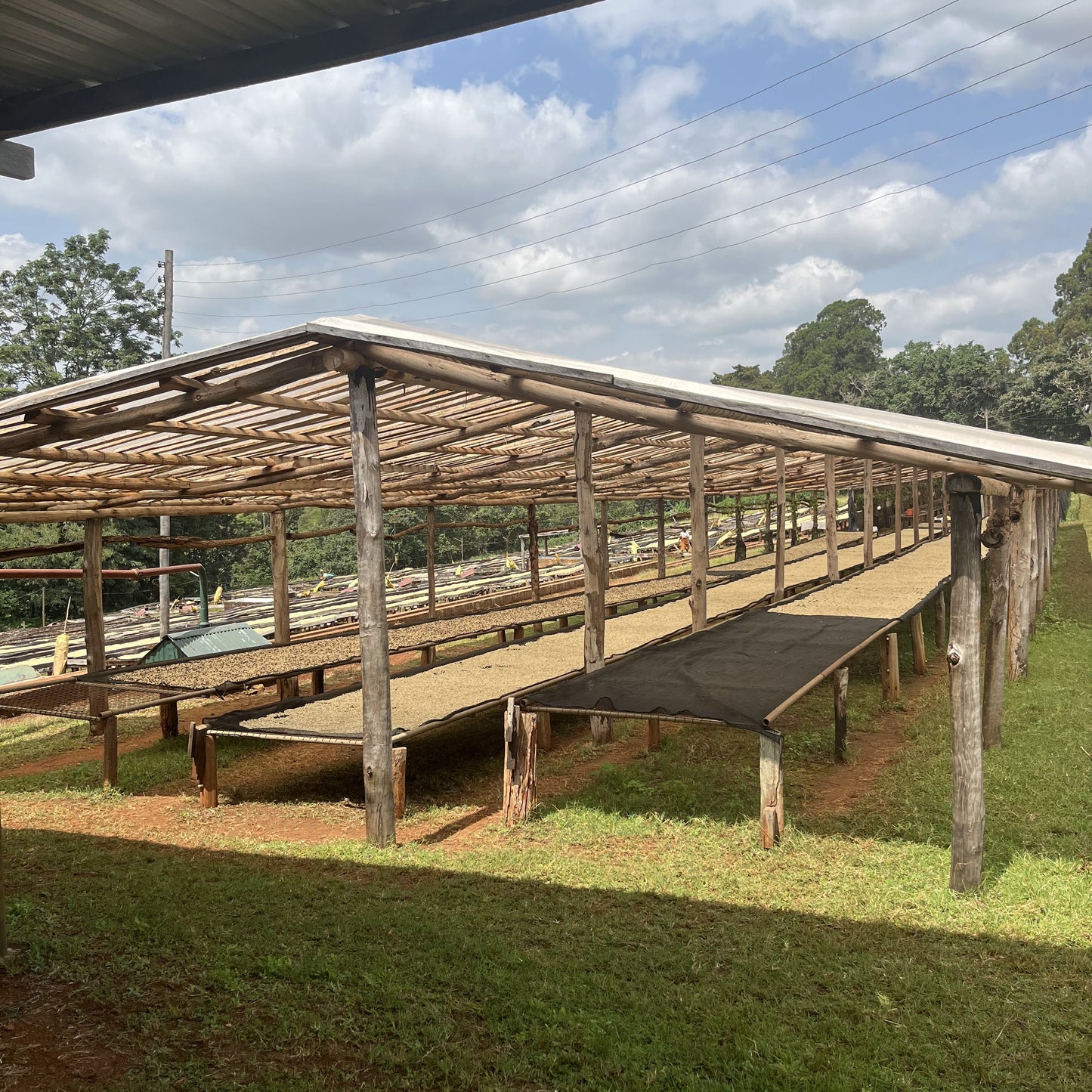 Séchage du café à l'air au Kenya