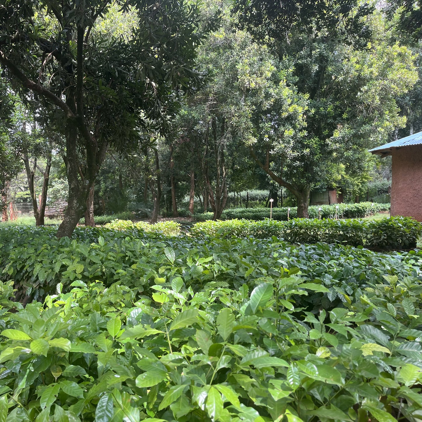 Champ de production de café au Kenya