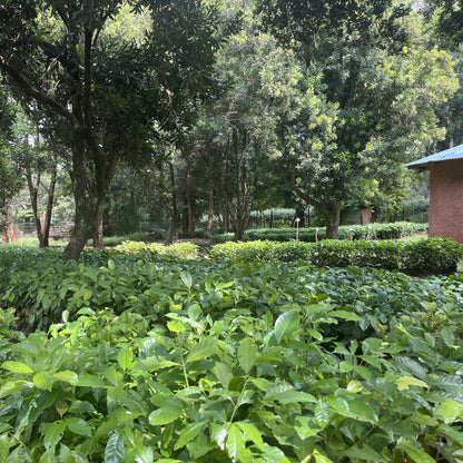 Champ de production de café au Kenya