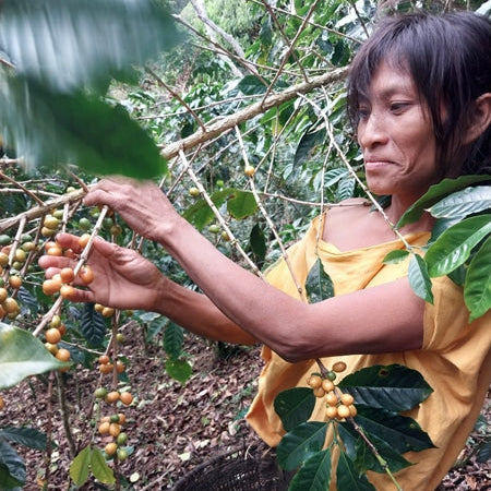 Récolte de cerises de café au Pérou