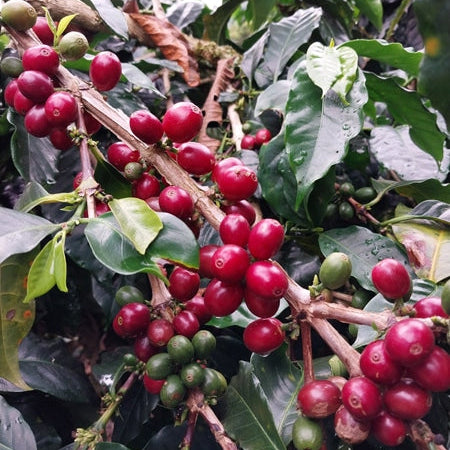 Caféiers au Pérou avec cerises de café