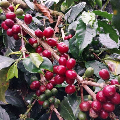 Caféiers au Pérou avec cerises de café