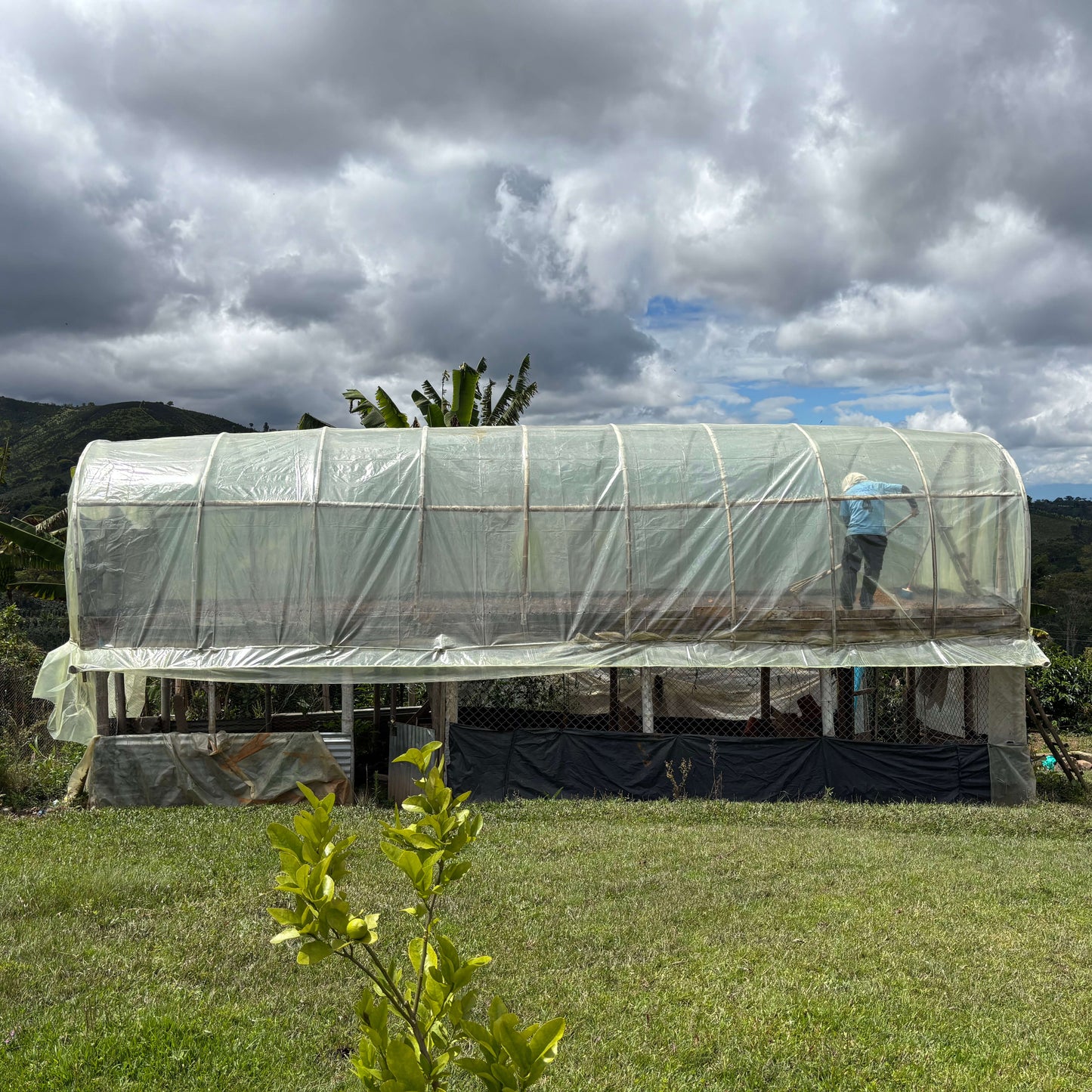 Café Colombie - Castillo