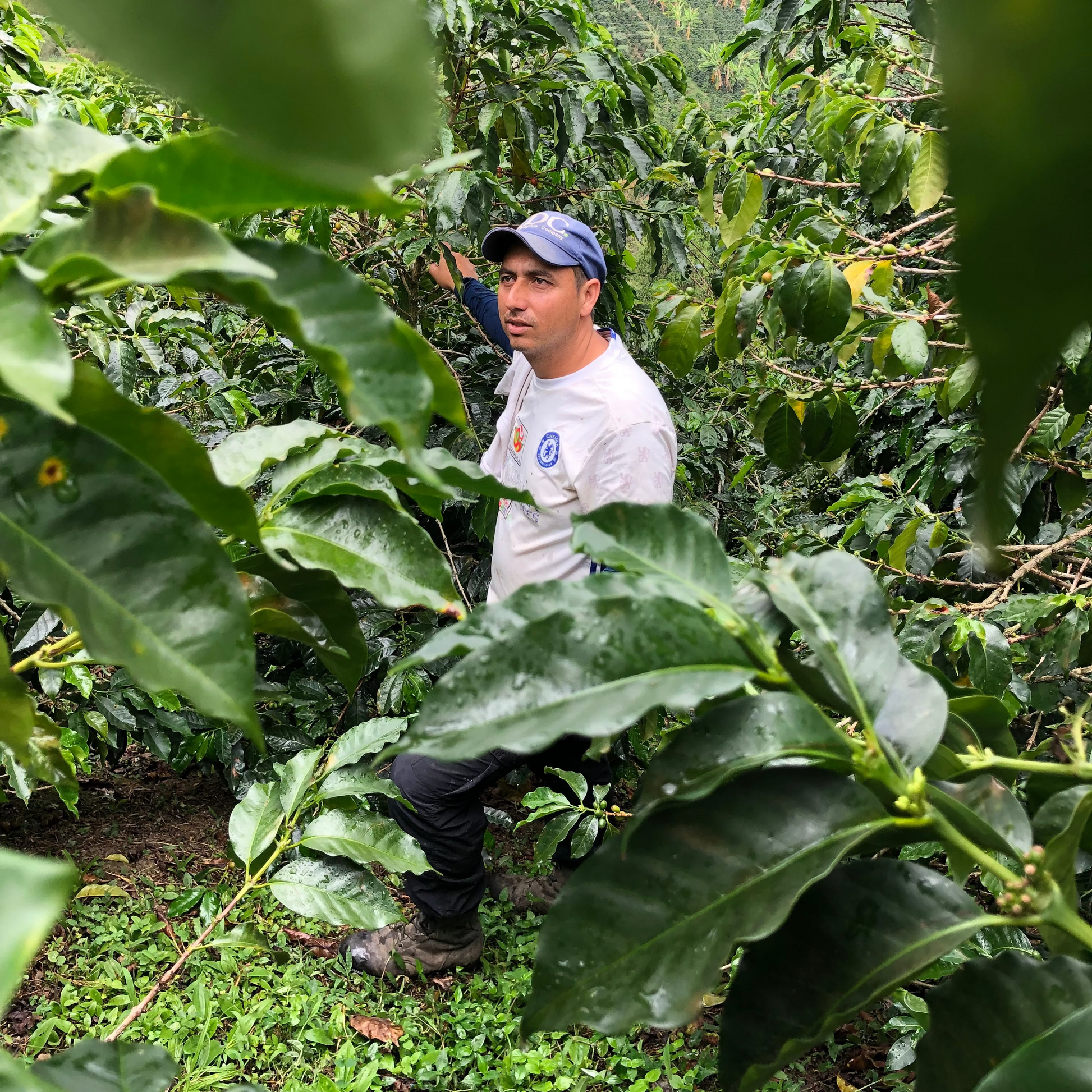 Ferme de café à Huila en Colombie
