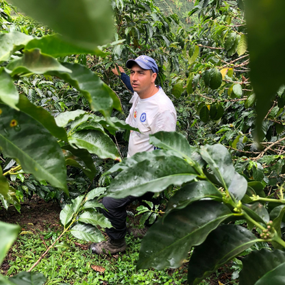Ferme de café à Huila en Colombie