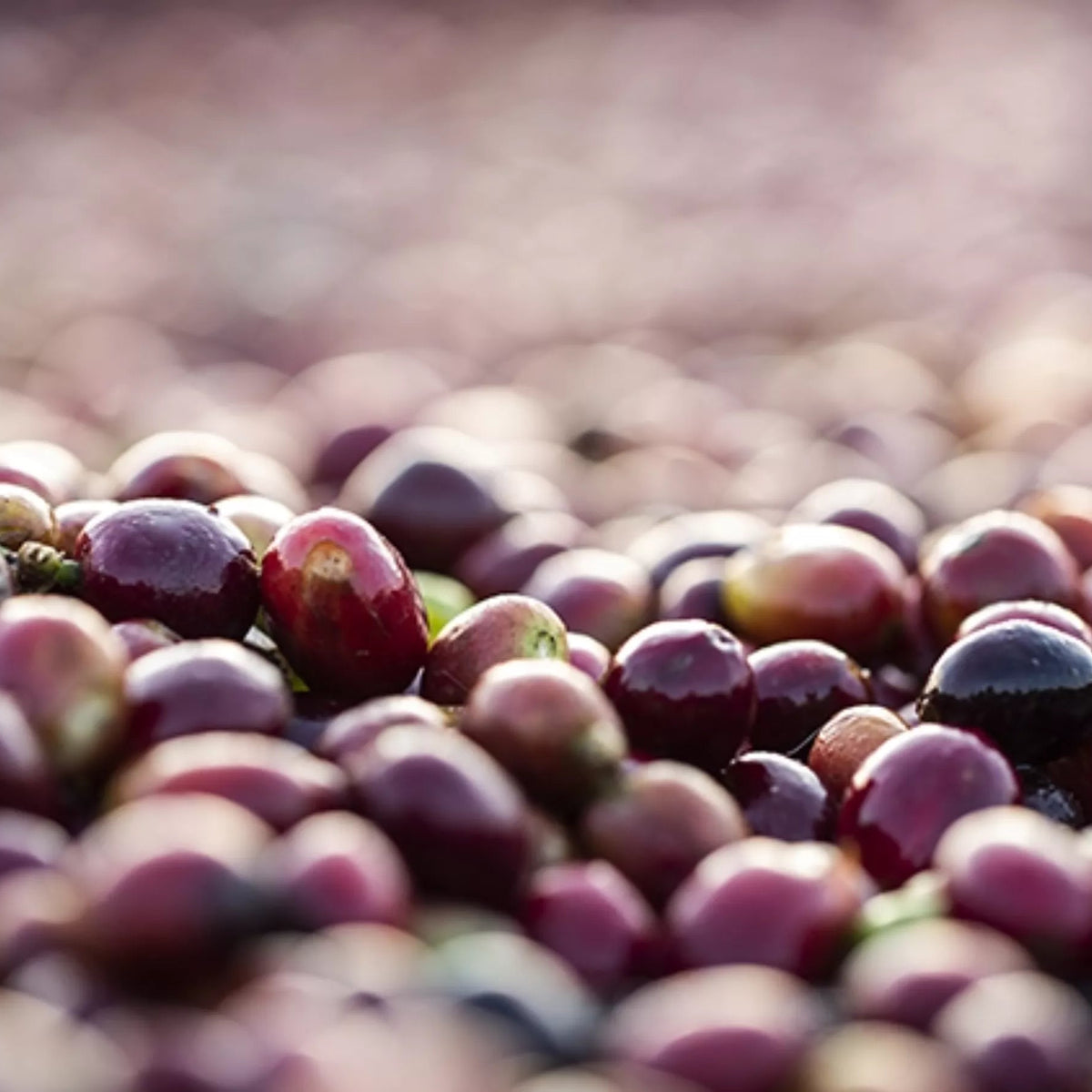 Cerises de café bio Guji Ethiopie
