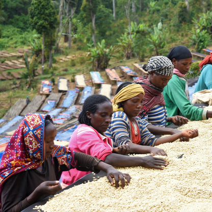 Récolte de café bio Guji en Éthiopie