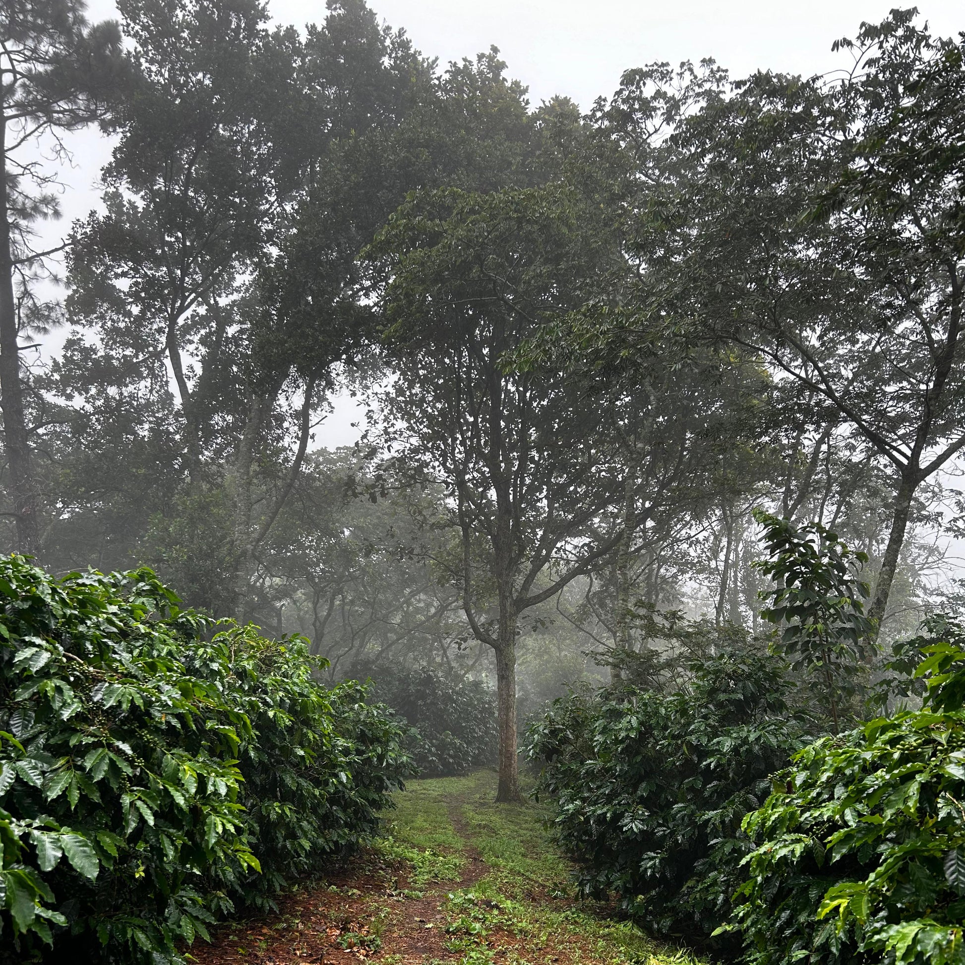 Ferme de caféiers au Honduras