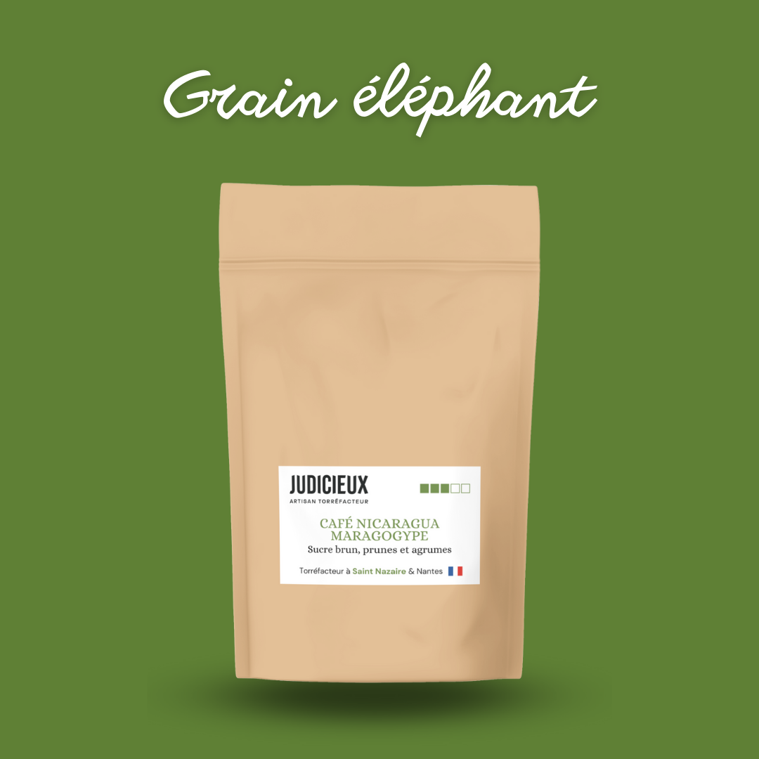 Café Maragogype Torréfacteur Nantes