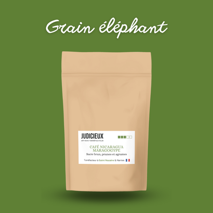 Café Maragogype Torréfacteur Nantes