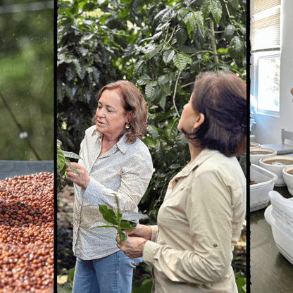 Ferme de café au Nicaragua