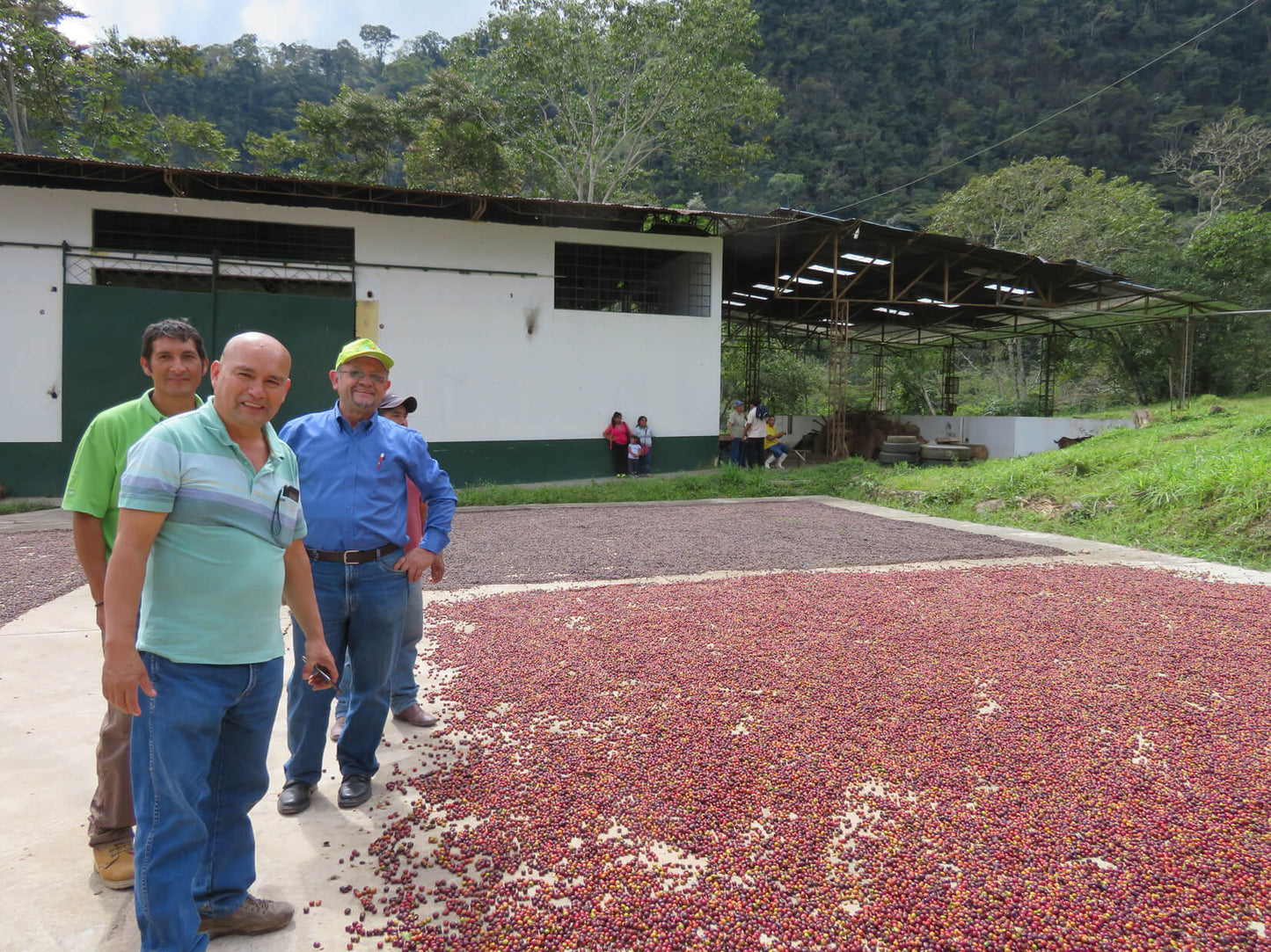 ARMONIA, Perù, BIOLOGICO, SPP, potente