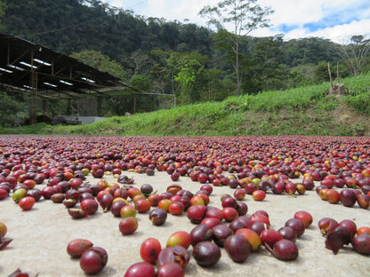 ARMONIA, Perù, BIOLOGICO, SPP, potente