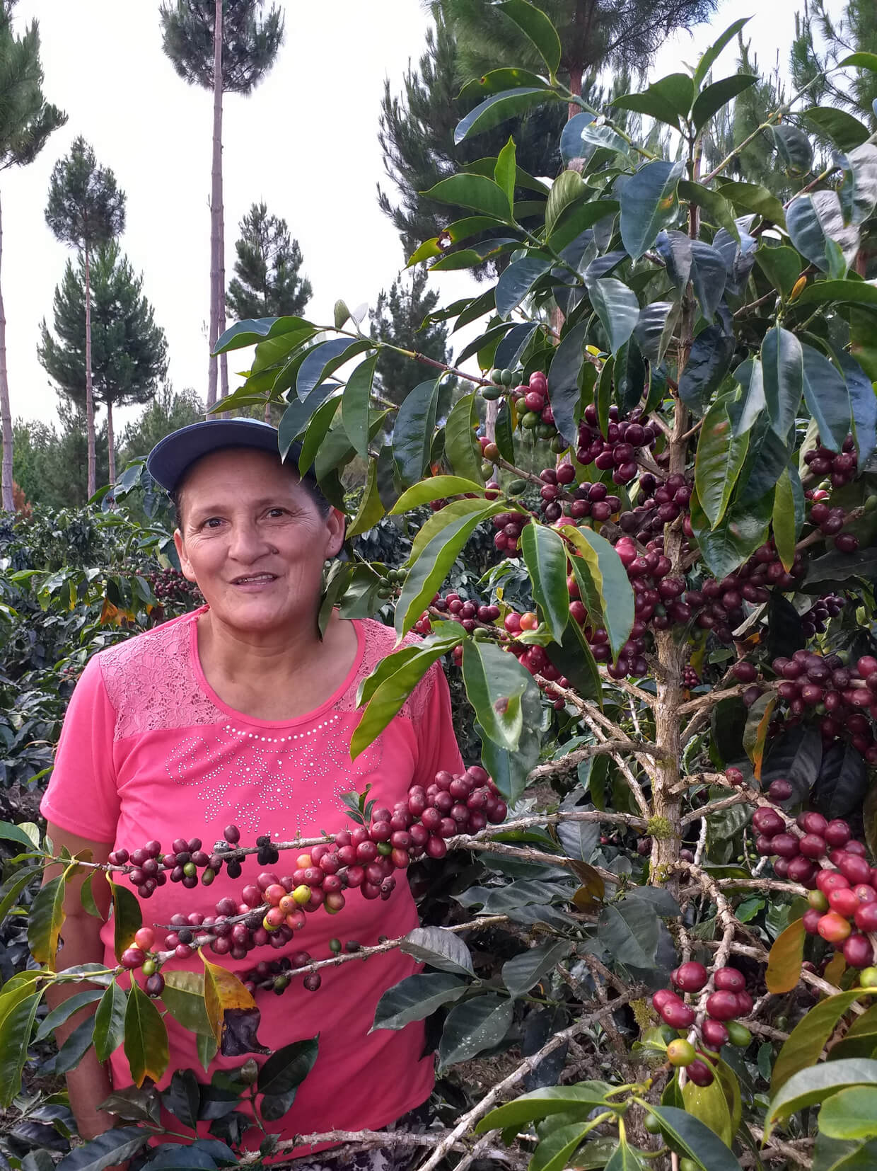 ARMONIA, Perù, BIOLOGICO, SPP, potente