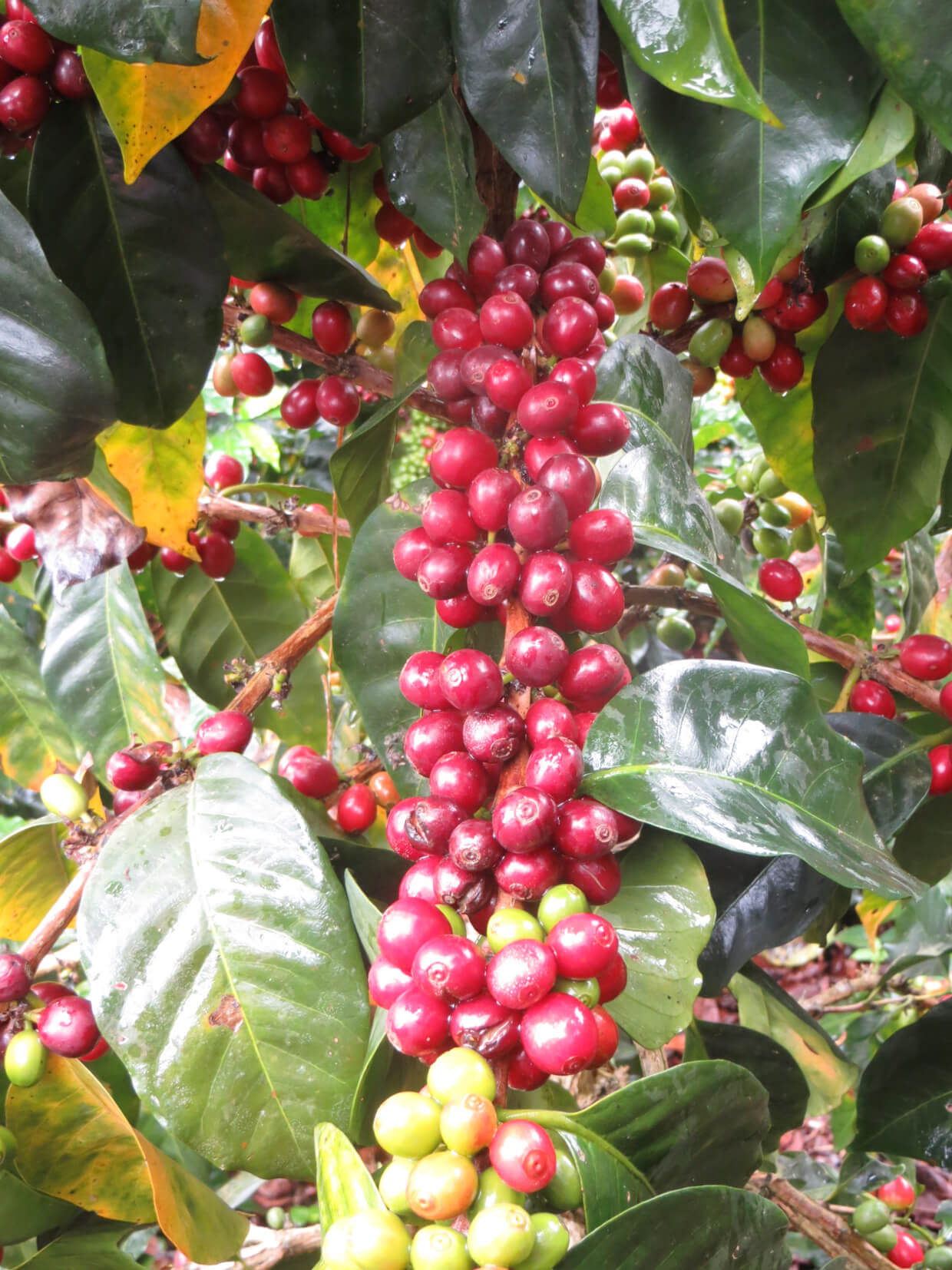 ARMONIA, Perù, BIOLOGICO, SPP, potente