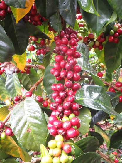 ARMONIA, Perù, BIOLOGICO, SPP, potente