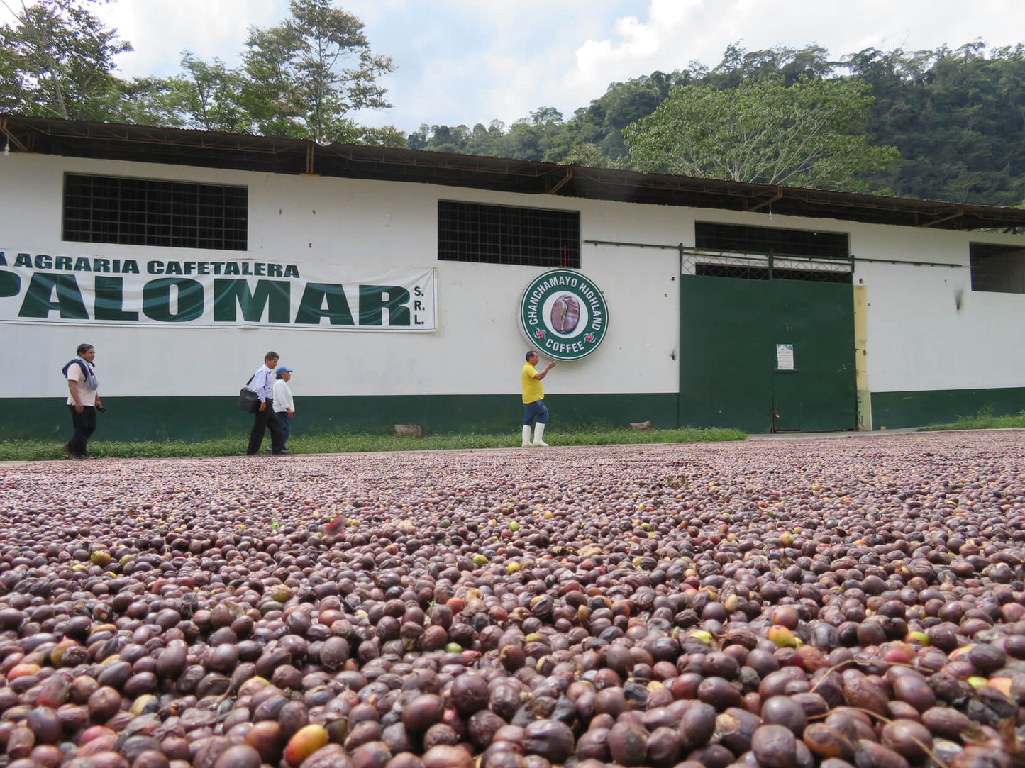 ARMONIA, Perù, BIOLOGICO, SPP, potente