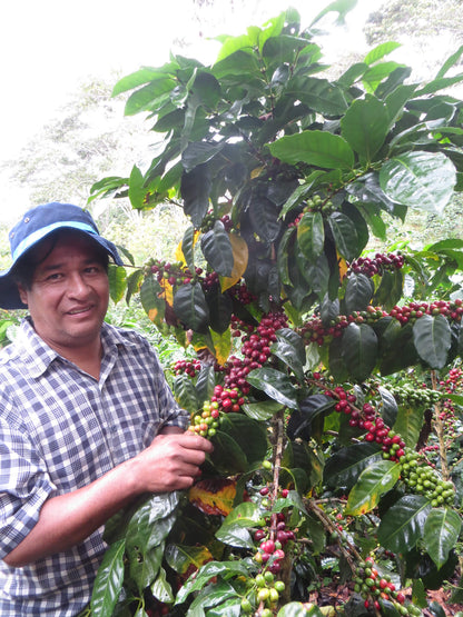 ARMONIA, Perù, BIOLOGICO, SPP, potente