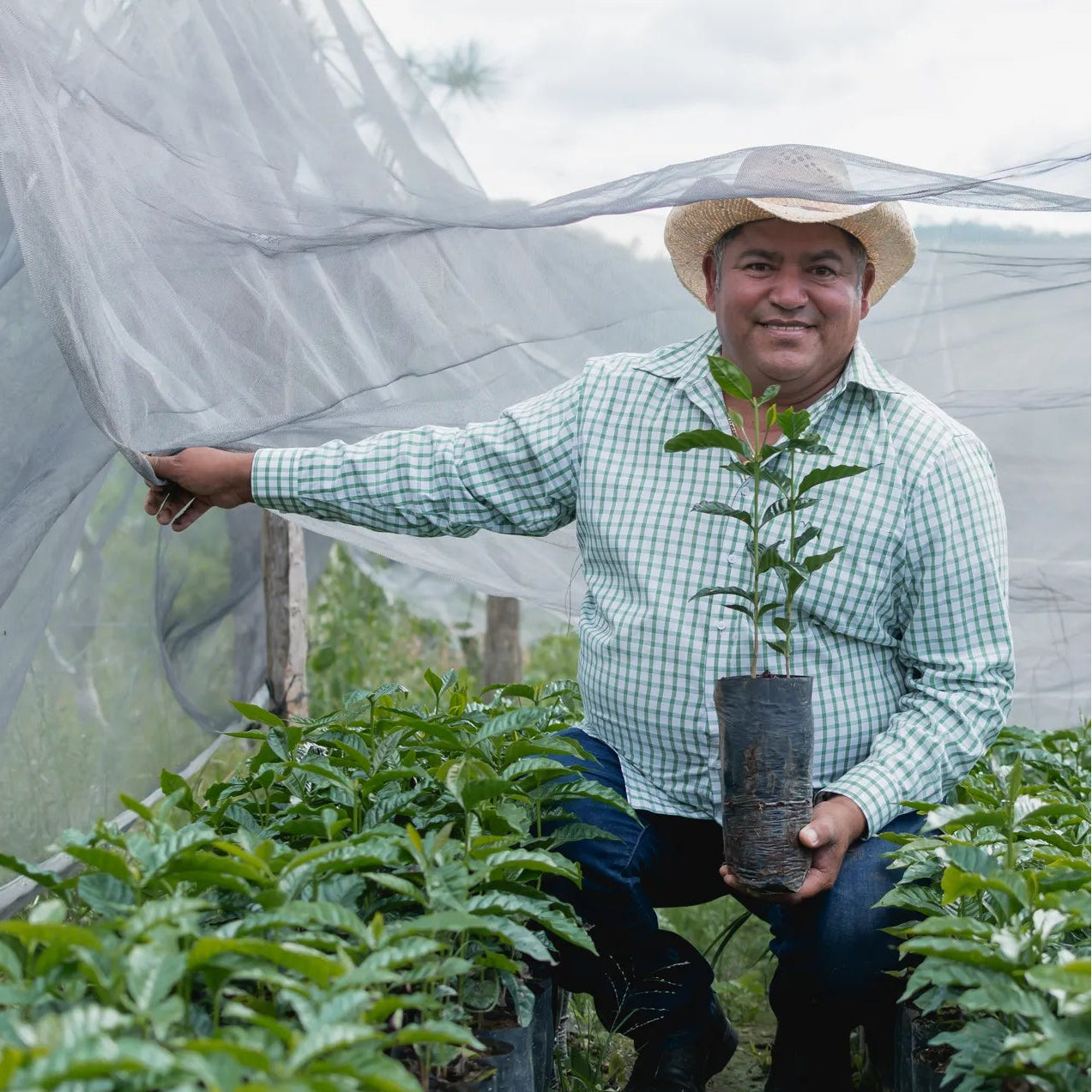 Plantation de café au Honduras